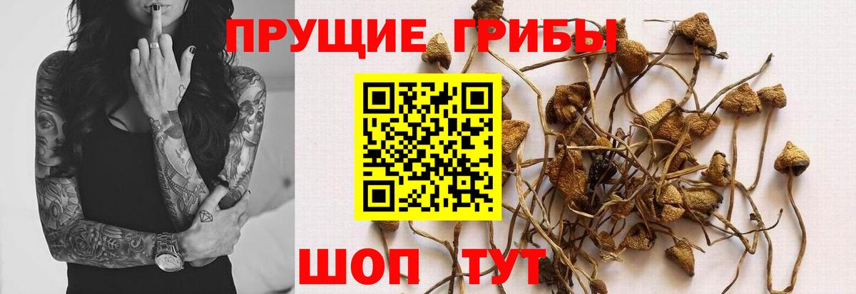 Сертолово  цена наркотик  Вход с VPN  Галлюциногенные грибы мицелий 